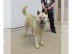 Akita DOG FOR ADOPTION RGADN-1263224 - DALLAS - Akita (medium coat) Dog For