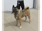 Akita DOG FOR ADOPTION RGADN-1263225 - COCOA - Akita (medium coat) Dog For