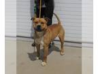 Boxer Mix DOG FOR ADOPTION RGADN-1263228 - CHARTER - Boxer / Mixed (medium coat)