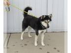 American Eskimo Dog-Huskies Mix DOG FOR ADOPTION RGADN-1263248 - MAXWELL HOUSE -