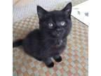 Adopt Luminous (bonded to Luxurious) a Domestic Short Hair