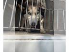 Siberian Husky Mix DOG FOR ADOPTION RGADN-1263267 - A373073 - Siberian Husky /