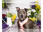 American Pit Bull Terrier Mix DOG FOR ADOPTION RGADN-1263300 - ZUZU - Pit Bull