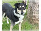 German Shepherd Dog-Huskies Mix DOG FOR ADOPTION RGADN-1263310 - DIXIE - German