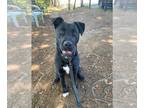 American Pit Bull Terrier Mix DOG FOR ADOPTION RGADN-1263332 - Ricky A424876 -