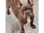 French Bulldog Puppy for sale in Rockingham, NC, USA