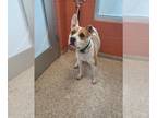 American Pit Bull Terrier Mix DOG FOR ADOPTION RGADN-1263355 - MARIO - Pit Bull