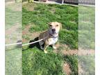 Labrador Retriever Mix DOG FOR ADOPTION RGADN-1263358 - BAILEY - Labrador
