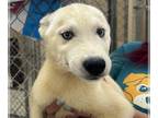 Mix DOG FOR ADOPTION RGADN-1263364 - CHORIZO - Husky (medium coat) Dog For