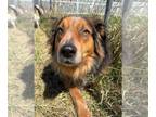Australian Shepherd Mix DOG FOR ADOPTION RGADN-1263422 - Ozzy - Australian
