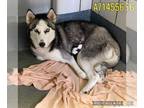 Huskies Mix DOG FOR ADOPTION RGADN-1263446 - ARYA - Husky / Mixed (medium coat)