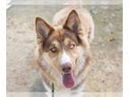 Siberian Husky Mix DOG FOR ADOPTION RGADN-1263490 - NASH - Siberian Husky /