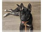 Australian Kelpie Mix DOG FOR ADOPTION RGADN-1263497 - CALLIOPE - Australian