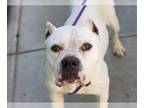 American Pit Bull Terrier-Dogo Argentino Mix DOG FOR ADOPTION RGADN-1263502 -