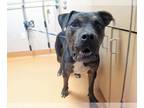Rottweiler-American Pit Bull Terrier DOG FOR ADOPTION RGADN-1263543 - GI JOE -