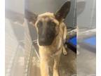 German Shepherd Dog Mix DOG FOR ADOPTION RGADN-1263560 - *RANGER - Belgian