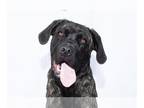 Mastiff DOG FOR ADOPTION RGADN-1263565 - SELENA - Mastiff (short coat) Dog For