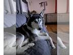 Mix DOG FOR ADOPTION RGADN-1263570 - Mya - Husky (medium coat) Dog For