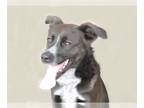 Labrador Retriever Mix DOG FOR ADOPTION RGADN-1263572 - SATURN - Labrador