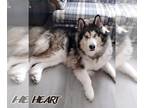 Siberian Husky DOG FOR ADOPTION RGADN-1263573 - Saphira - Siberian Husky /