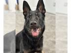 German Shepherd Dog DOG FOR ADOPTION RGADN-1263576 - PRIMA (COURTESY POST) -