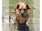 Doxle DOG FOR ADOPTION RGADN-1263579 - Ginger - Dachshund / Beagle / Mixed