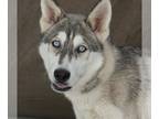 Siberian Husky DOG FOR ADOPTION RGADN-1263586 - HOWL JENKINS PENDRAGON -