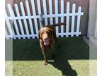 Labrador Retriever DOG FOR ADOPTION RGADN-1263600 - *ROLO - Labrador Retriever