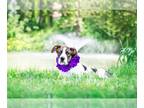 Labrador Retriever Mix DOG FOR ADOPTION RGADN-1263636 - Ashley - Hound /