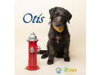 Adopt Otis a Schnauzer, Mixed Breed