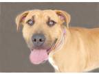 Adopt SPIKE a Pit Bull Terrier