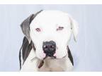 Adopt RICKY a Pit Bull Terrier