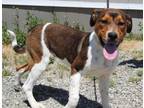 Adopt Bowtruckle a Hound, Mixed Breed
