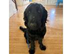 Adopt Smokey a Standard Poodle, Black Labrador Retriever