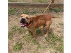 Adopt Duke a Black Mouth Cur