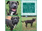 Adopt 2024-05-273 *Elvis* a Pit Bull Terrier