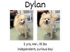 Adopt Dylan a Pomeranian, Chow Chow