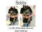 Adopt Bobby a Australian Shepherd, Mixed Breed