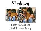 Adopt Sheldon a Mixed Breed