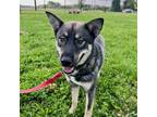 Adopt Merrick - Bonded Buddy With Maylee a German Shepherd Dog