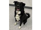 Adopt Orion a Border Collie, Mixed Breed