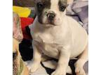 French Bulldog Puppy for sale in Sweet Home, OR, USA
