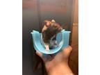 Adopt Boone a Hamster