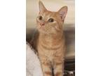 Adopt Ginger (Bonded to Theodosia) a Domestic Short Hair