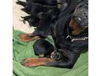 Rottweiler Puppy for sale in Aledo, TX, USA