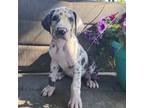 Great Dane Puppy for sale in Granby, MO, USA