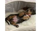Dachshund Puppy for sale in Green Cove Springs, FL, USA