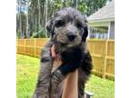 Aussiedoodle Puppy for sale in Moyock, NC, USA