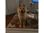 Chow Chow Puppy for sale in Houston, TX, USA