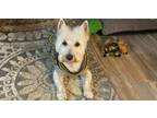 Adopt Buddy a West Highland White Terrier / Westie
